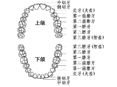 牙齒大顆的人